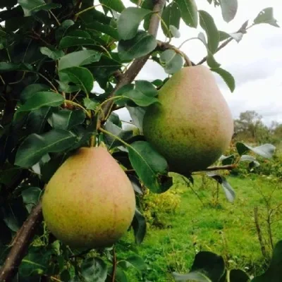Груша ЛИРА в Москве