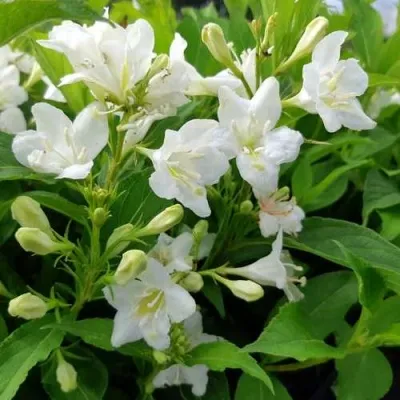 Вейгела БРИСТОЛЬСКАЯ СНЕЖИНКА — описание сорта Вейгела БРИСТОЛЬСКАЯ СНЕЖИНКА в Москве