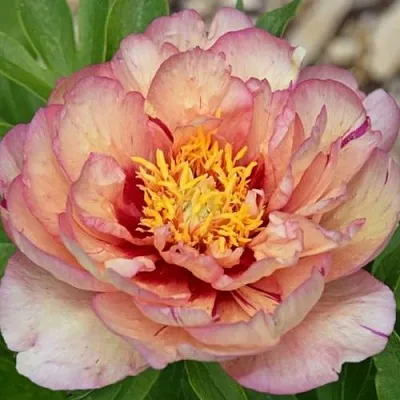 Пион КЭЛЛИС МЕМОРИ ито-гибрид  Пион КЭЛЛИС МЕМОРИ ито-гибрид в Москве