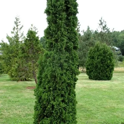 Туя ДЕГРУТ СПАЙР западная — описание сорта Туя ДЕГРУТ СПАЙР западная в Москве