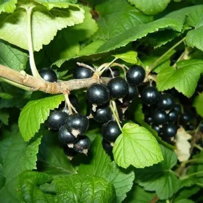 Смородина чёрная БАГИРА в Москве