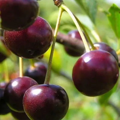 Вишня ЛИВЕНСКАЯ в Москве