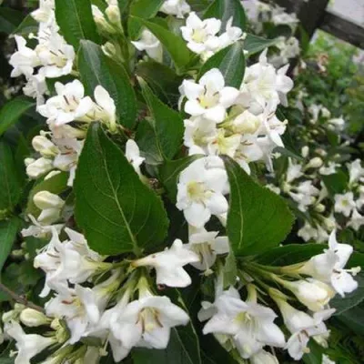 Вейгела БРИСТОЛЬСКАЯ СНЕЖИНКА — описание сорта Вейгела БРИСТОЛЬСКАЯ СНЕЖИНКА в Москве