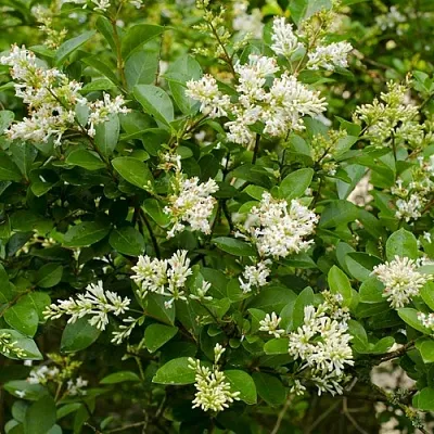 Бирючина  Бирючина в Москве