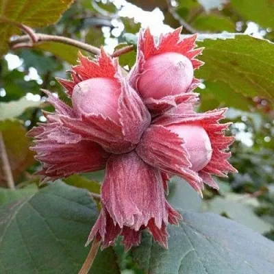 Фундук СКАРЛЕТТ  Фундук СКАРЛЕТТ в Москве