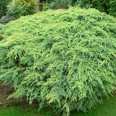 Можжевельник ХОЛГЕР чешуйчатый  Можжевельник ХОЛГЕР чешуйчатый в Москве