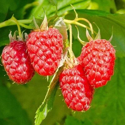 Малина ИЗОБИЛЬНАЯ  Малина ИЗОБИЛЬНАЯ в Москве