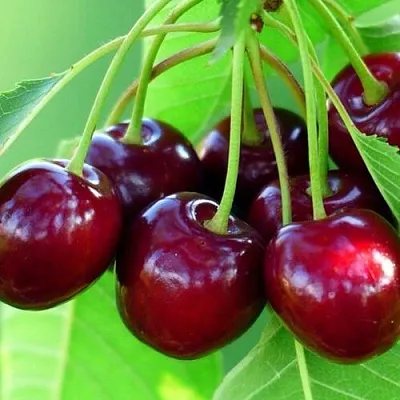 Вишня ВЯНОК  Вишня ВЯНОК в Москве