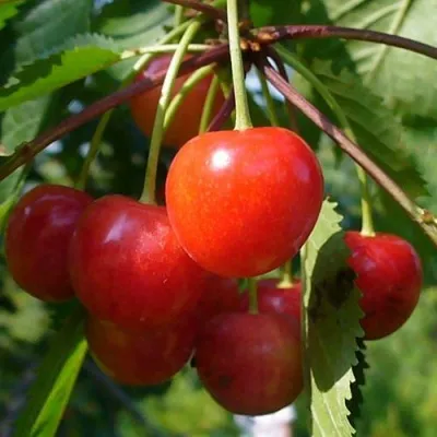 Черешня ФАТЕЖ в Москве