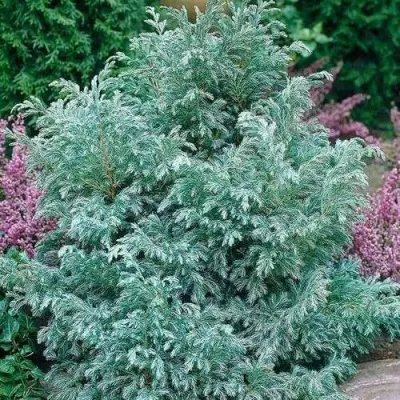 Кипарисовик БУЛЕВАРД горохоплодный — описание сорта Кипарисовик БУЛЕВАРД горохоплодный в Москве