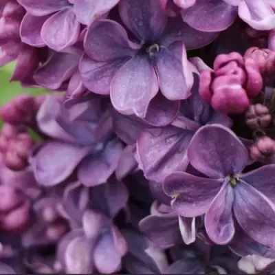 Сирень ВИОЛЕТТА — описание сорта Сирень ВИОЛЕТТА в Москве