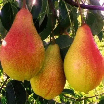 Груша АББАТ ФЕТЕЛЬ  — описание сорта Груша АББАТ ФЕТЕЛЬ  в Москве