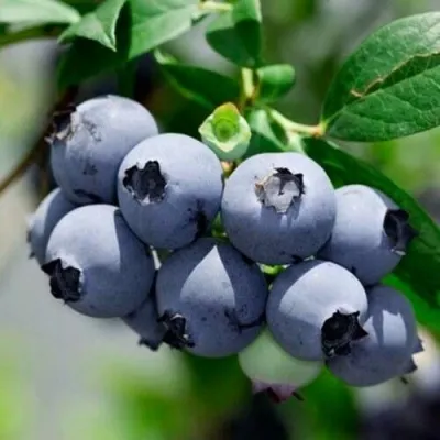 Голубика СИЕРРА — описание сорта Голубика СИЕРРА в Москве