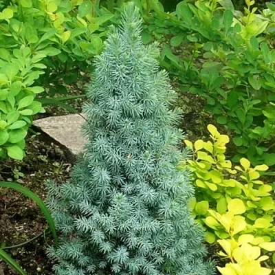 Ель КОНИКА сизая  Ель КОНИКА сизая в Москве