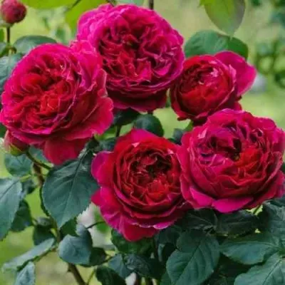 Саженцы роз КЕЙТ английская — описание сорта Саженцы роз КЕЙТ английская в Москве