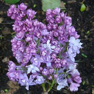 Сирень НАДЕЖДА — описание сорта Сирень НАДЕЖДА в Москве