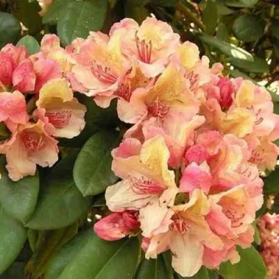 Рододендрон ФЛАУТАНДО в Москве