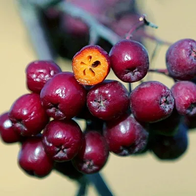 Рябина сладкоплодная  Рябина сладкоплодная в Москве