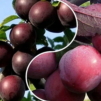 Комплект ИЗЮМИНКА САДА  Комплект ИЗЮМИНКА САДА в Москве