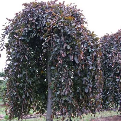 Бук  Бук в Москве