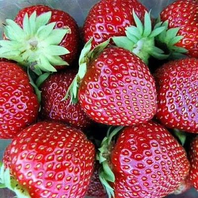 Клубника МАЛЬВИНА  Клубника МАЛЬВИНА в Москве