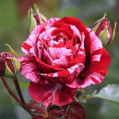 Саженцы роз ДИП ИМПРЕШН флорибунда  Саженцы роз ДИП ИМПРЕШН флорибунда в Москве