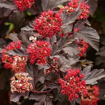 Пузыреплодник РЕД БАРОН  Пузыреплодник РЕД БАРОН в Москве