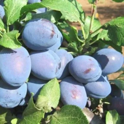 Слива ГИЛЬБЕРТ в Москве