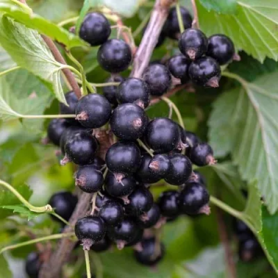 Смородина черная ОРЛОВИЯ  Смородина черная ОРЛОВИЯ в Москве