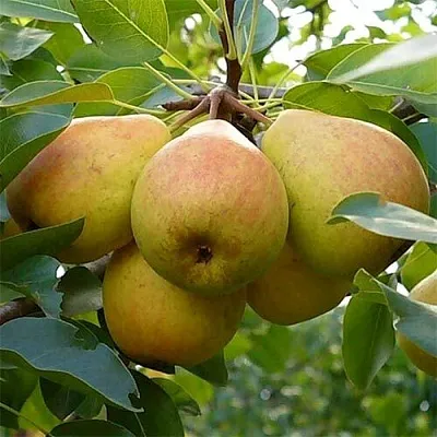 груша ДОБРЯНКА груша ДОБРЯНКА