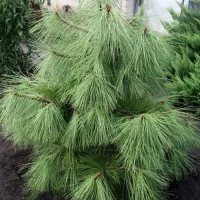 Сосна желтая  — описание сорта Сосна желтая  в Москве