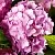 Гортензия БУКЕТ РОУЗ крупнолистная в Москве