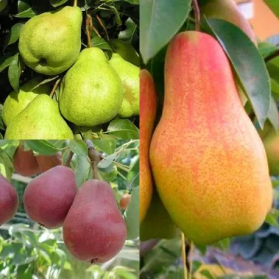 Комплект ГРУШЕВОЕ АССОРТИ — описание сорта Комплект ГРУШЕВОЕ АССОРТИ в Москве