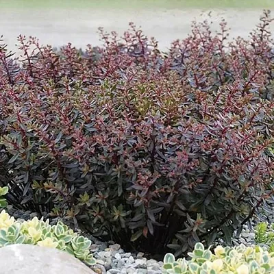 Очиток (седум) САНСПАРКЛЕР ДЖЕЙД ТАФФЕТ в Москве