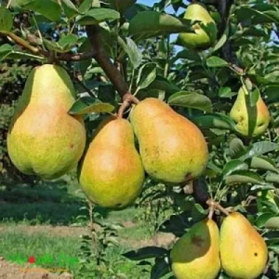 Груша ДОБРЯНКА — описание сорта Груша ДОБРЯНКА в Москве