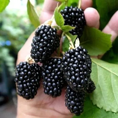 Ежевика ПРАЙМ АРК 45 ремонтантная в Москве