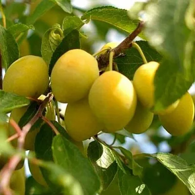 Слива ОЧАКОВСКАЯ ЖЕЛТАЯ  Слива ОЧАКОВСКАЯ ЖЕЛТАЯ в Москве