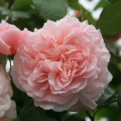 Саженцы роз РОЗ ДЕ ТОЛБИАК плетистая  Саженцы роз РОЗ ДЕ ТОЛБИАК плетистая в Москве