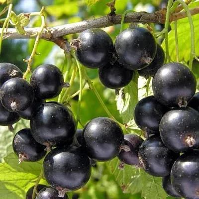 Смородина чёрная НЕСТЕР КОЗИН  Смородина чёрная НЕСТЕР КОЗИН в Москве