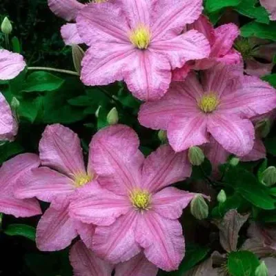 Клематис КОМТЕСС ДЕ БУШО — описание сорта Клематис КОМТЕСС ДЕ БУШО в Москве