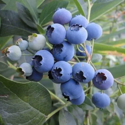 Голубика ЛЕГАЦИЯ — описание сорта Голубика ЛЕГАЦИЯ в Москве