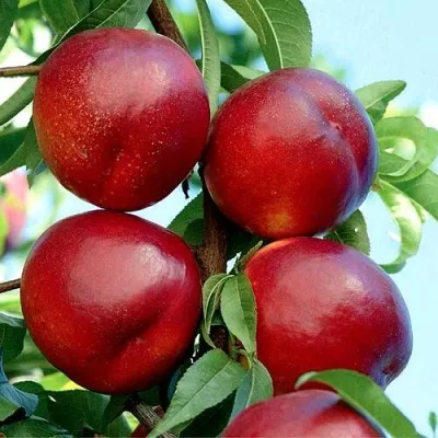 Нектарин БИГ-ТОП в Москве