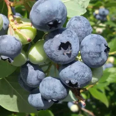 Голубика КОВИЛЛ — описание сорта Голубика КОВИЛЛ в Москве