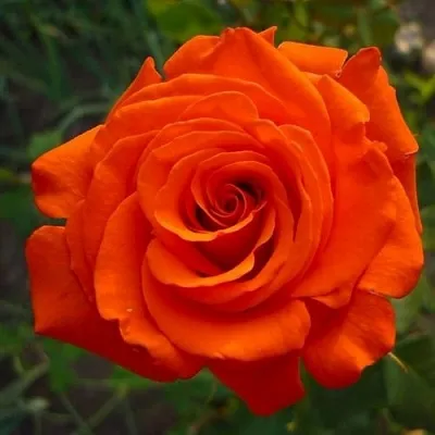 Саженцы роз АНЖЕЛИКА чайно-гибридная  Саженцы роз АНЖЕЛИКА чайно-гибридная в Москве