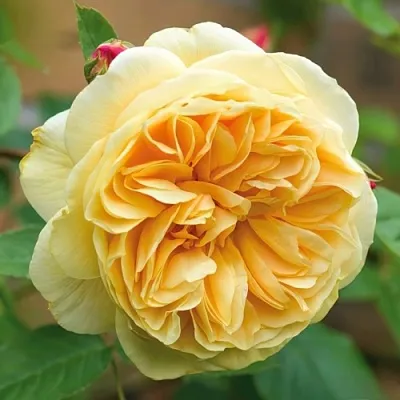 Саженцы роз ТИЗИНГ ДЖОРДЖИЯ английская  Саженцы роз ТИЗИНГ ДЖОРДЖИЯ английская в Москве