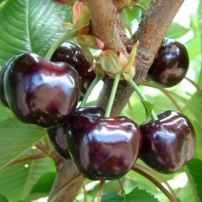 Черешня МУСКАТНАЯ  Черешня МУСКАТНАЯ в Москве