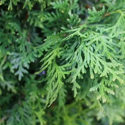 Туя ПИРАМИДАЛИС КОМПАКТА западная — описание сорта Туя ПИРАМИДАЛИС КОМПАКТА западная в Москве