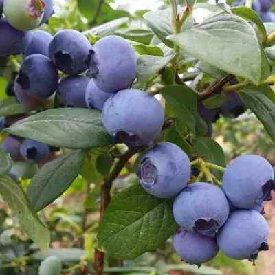 Голубика ХАРРИСОН — описание сорта Голубика ХАРРИСОН в Москве