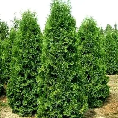 Туя ПИРАМИДАЛИС КОМПАКТА западная  Туя западная Пирамидалис Компакта в Москве