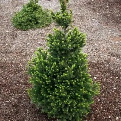 Ель ВИЛС ЦВЕРГ обыкновенная — описание сорта Ель ВИЛС ЦВЕРГ обыкновенная в Москве